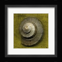 Whelk Crown Framed Print