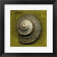 Whelk Crown Framed Print