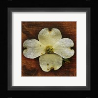 White Dogwood Fine Art Print