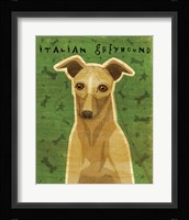 Italian Greyhound - Fawn Framed Print