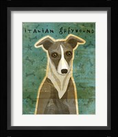 Italian Greyhound - White and Grey Framed Print