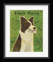 Border Collie Fine Art Print