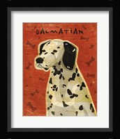 Dalmation Fine Art Print