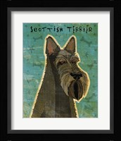 Scottish Terrier Fine Art Print