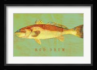 Red Drum Framed Print