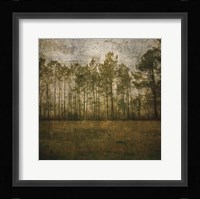 A Line of Pines Framed Print