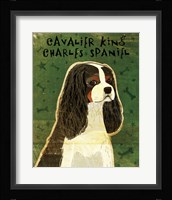 Cavalier King Charles (tri-color) Framed Print