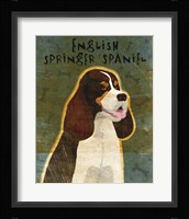 English Springer Spaniel (tri-color) Framed Print
