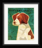 Brittany Spaniel Framed Print