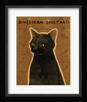 American Shorthair Framed Print