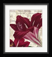 Amaryllis Fine Art Print