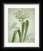 Allium I Fine Art Print