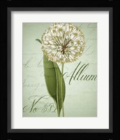 Allium II Fine Art Print