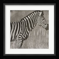 Zebra Framed Print