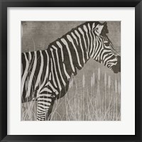 Zebra Fine Art Print