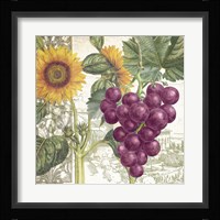Dolcetto II Fine Art Print