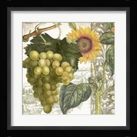 Dolcetto III Fine Art Print
