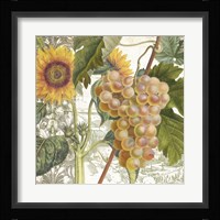 Dolcetto IV Fine Art Print
