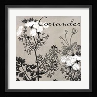 Flowering Herbs IV Framed Print