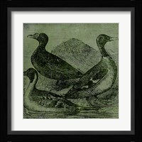 Mallards Framed Print