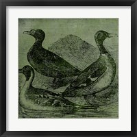 Mallards Framed Print