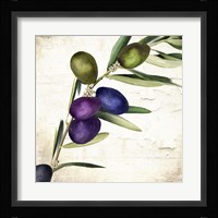 Olive Branch III Fine Art Print