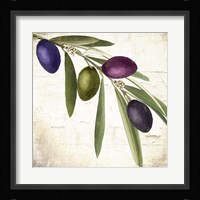 Olive Branch IV Fine Art Print
