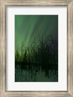 Aurora Borealis over Trees Fine Art Print