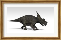 Achelousaurus dinosaur Fine Art Print