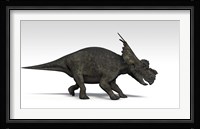 Achelousaurus dinosaur Framed Print