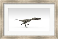 Coelophysis Dinosaur Fine Art Print