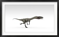Coelophysis Dinosaur Framed Print
