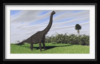 Large Brachiosaurus in a Field Fine Art Print
