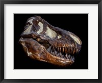 A Fossilized Skull of a T Rex Fine Art Print