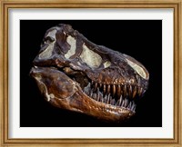 A Fossilized Skull of a T Rex Fine Art Print