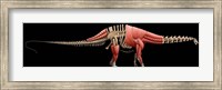 Apatosaurus Skeleton Fine Art Print
