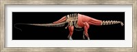Apatosaurus Skeleton Fine Art Print