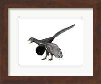 Archaeopteryx Lithographica Fine Art Print