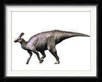Tsintaosaurus Dinosaur Framed Print