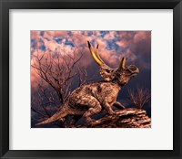 Diabloceratops Fine Art Print