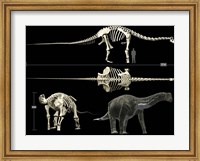Anatomy of a Titanosaur Fine Art Print