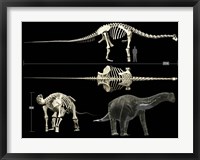 Anatomy of a Titanosaur Fine Art Print