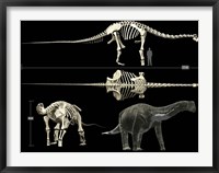 Anatomy of a Titanosaur Fine Art Print