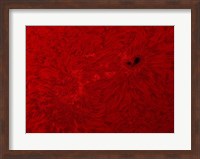 H-alpha Sun in Red Fine Art Print