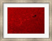 H-alpha Sun in Red Fine Art Print