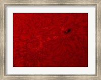 H-alpha Sun in Red Fine Art Print