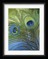 Peacock Candy I Framed Print
