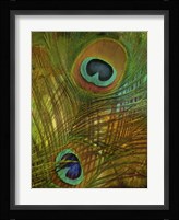 Peacock Candy II Framed Print