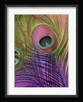 Peacock Candy III Fine Art Print