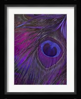 Peacock Candy IV Framed Print